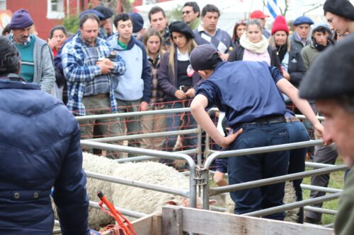 Lee más sobre el artículo Jornada Ovina – Escuela Agraria Santa Clara de Olimar