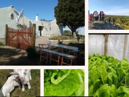 Lee más sobre el artículo ACTIVIDADES Y PRODUCCIÓN EN ANEXO CERRO PELADO – PIRARAJÁ (LAVALLEJA)