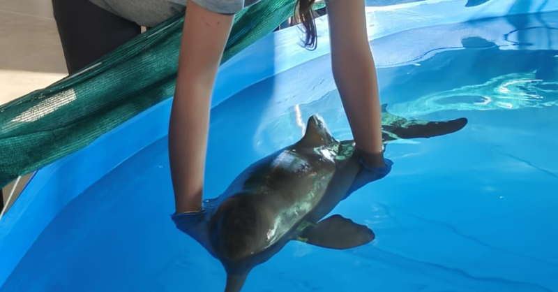 Juan Carlos: La emotiva historia del delfín rescatado gracias a estudiantes de UTU y veterinaria