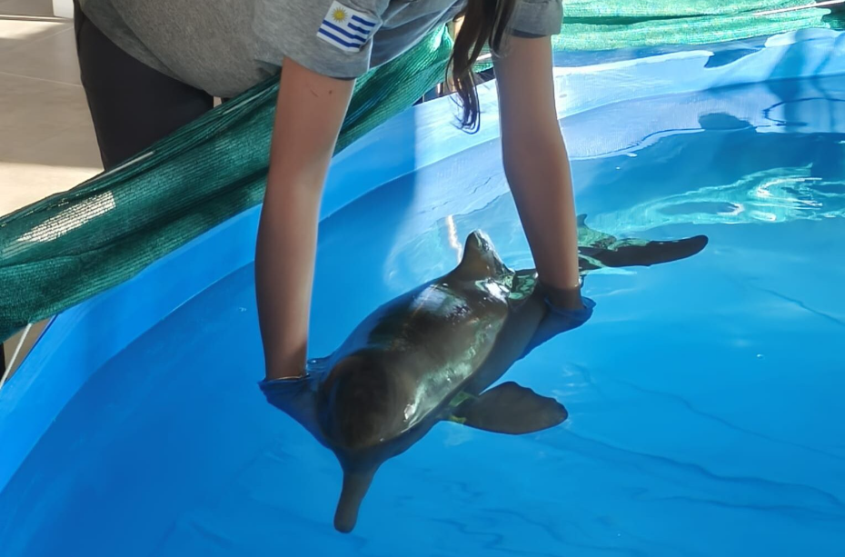 Juan Carlos: La emotiva historia del delfín rescatado gracias a estudiantes de UTU y veterinaria