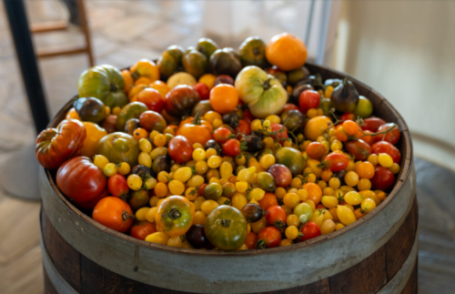 Tomates, sabores e identidad: así fue la sexta Cata Nacional de Tomates en el Parador Dr. Pedro Figari