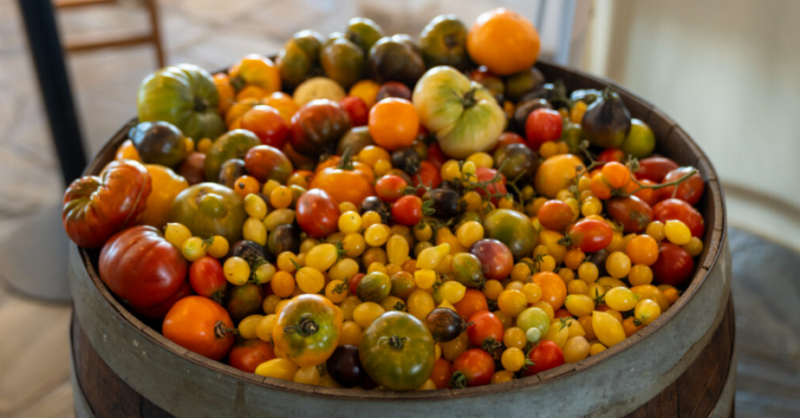 Tomates, sabores e identidad: así fue la sexta Cata Nacional de Tomates en el Parador Dr. Pedro Figari